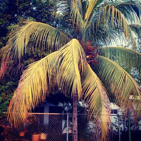 Coconut tree outside of my house.