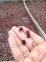 dried chocolate bean