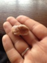 What a chocolate bean looks like before it is dried out